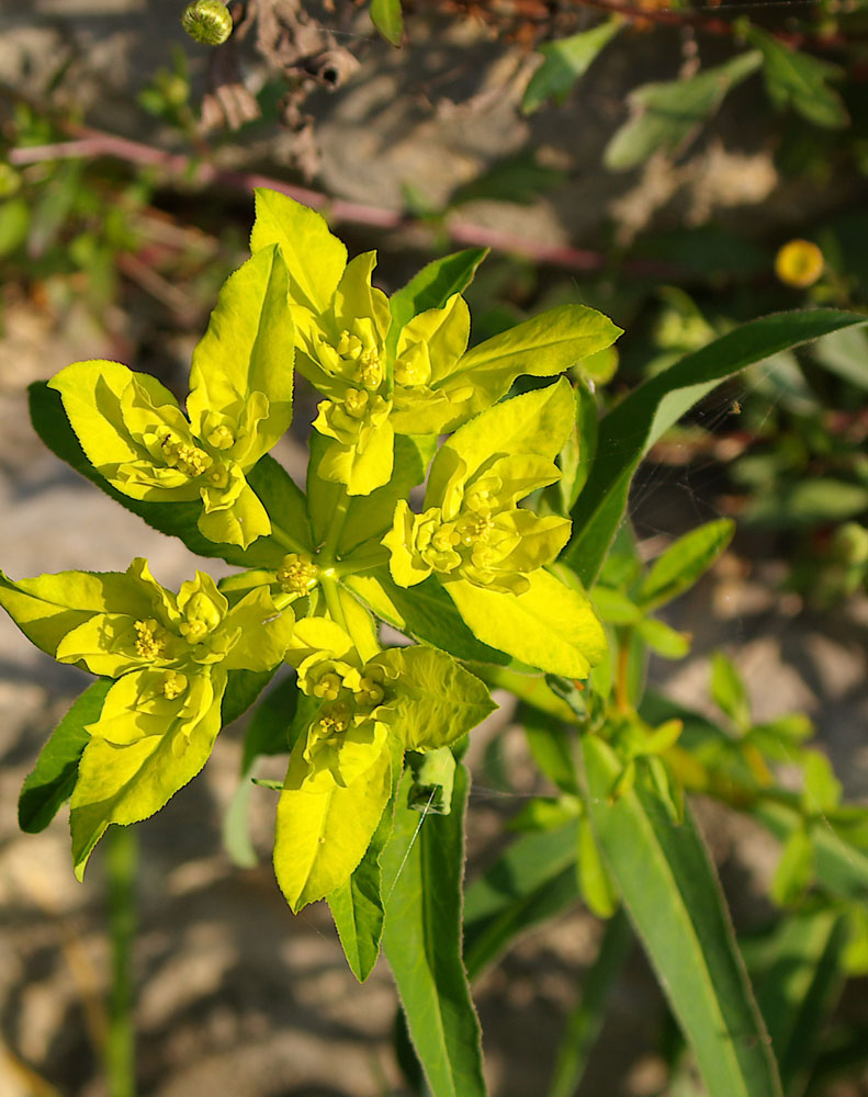 Euphorbia verrucosa / Euforbia verrucosa